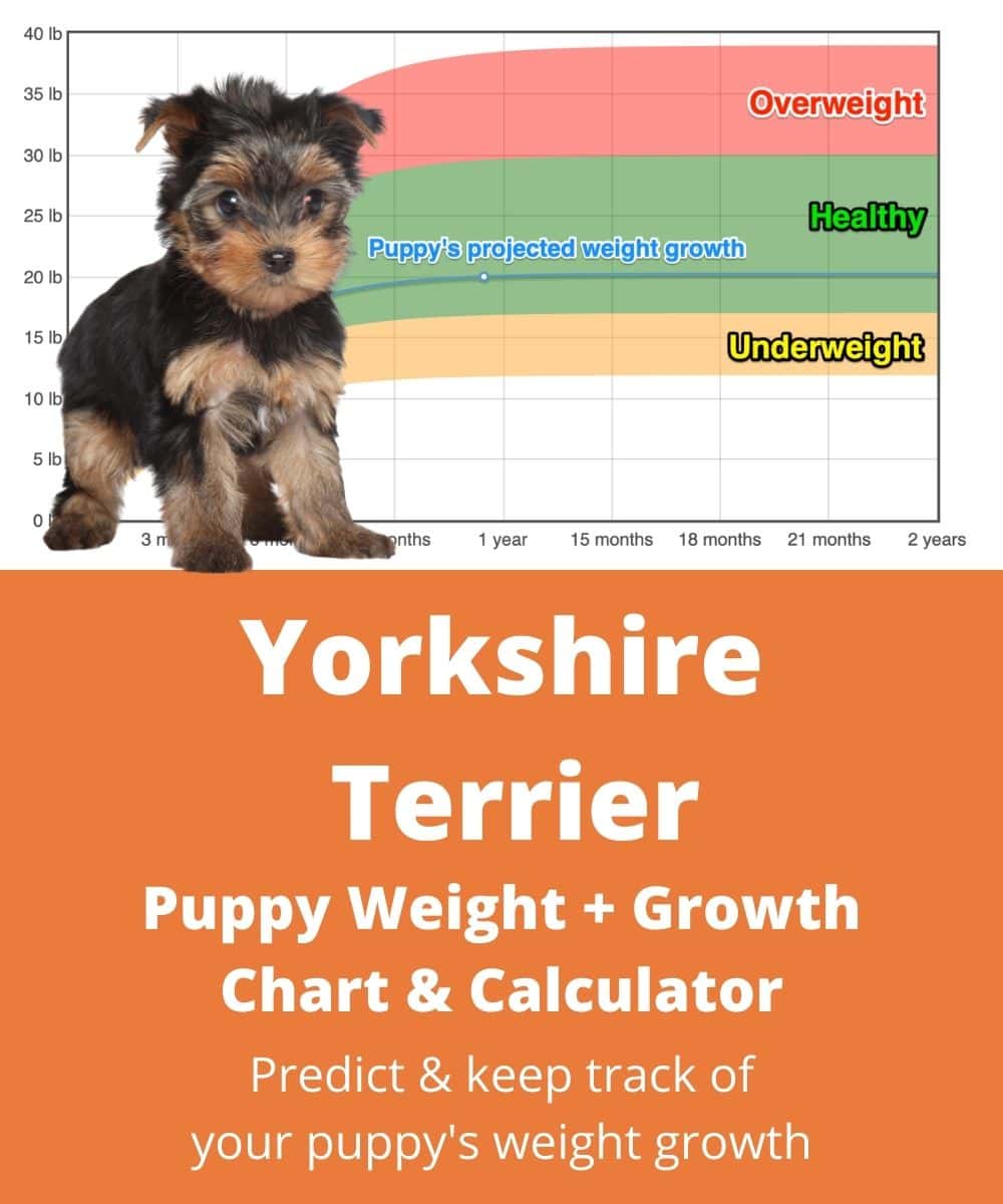yorkshire-terrier Puppy Weight Growth Chart